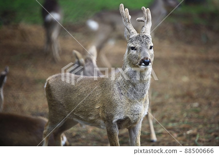 自然之島，濟州旅遊 88500666