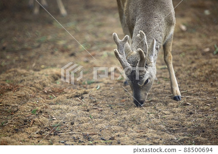 自然之島，濟州旅遊 88500694