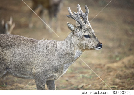 自然之島，濟州旅遊 88500704