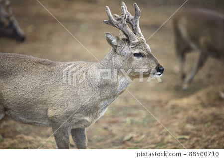 自然之島，濟州旅遊 88500710
