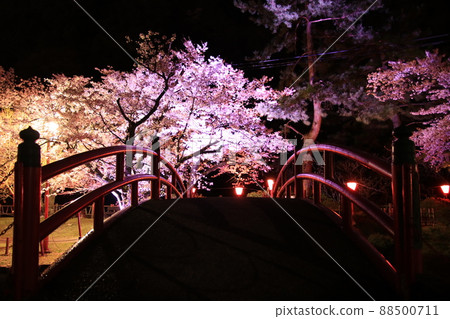 夜櫻花和紅色橋樑 88500711
