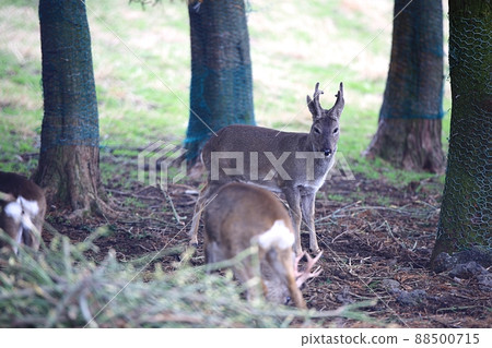 自然之島，濟州旅遊 88500715