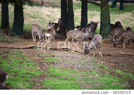 Island of Nature, Jeju Travel Island of Nature, Jeju Travel 88500725