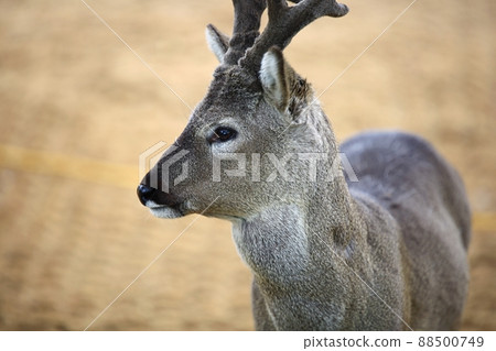 Island of Nature, Jeju Travel Island of Nature, Jeju Travel 88500749