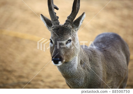 自然之島，濟州旅遊 88500750