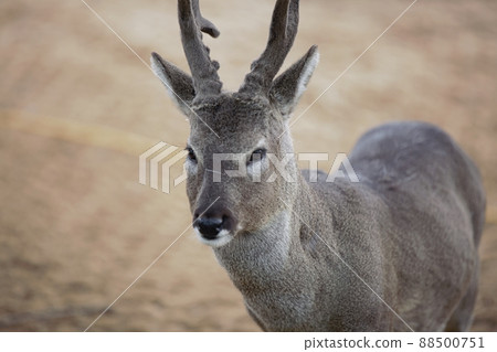 自然之島,濟州旅遊 自然之島,濟州旅遊 88500751