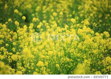 自然之島，濟州旅遊 88500771