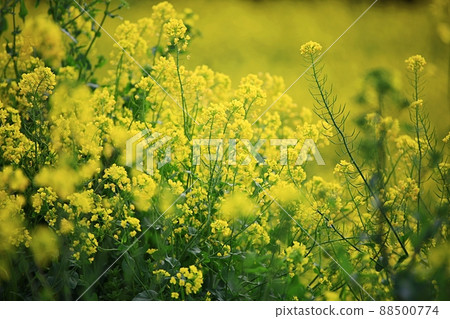 自然之島，濟州旅遊 88500774