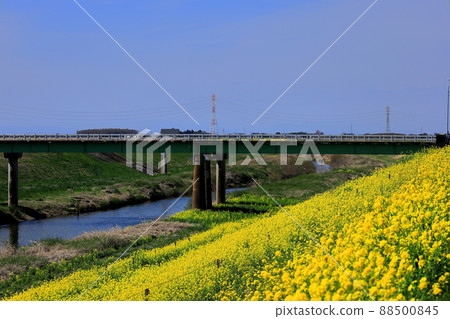 友羽川與油菜花 / 栃木縣栃木市 88500845