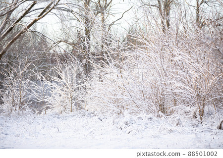 Snow-covered trees and shrubs on a cold winter day. 88501002