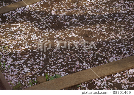 To you who pulls your arms and spring when cherry blossoms bloom To you who pulls your arms and spring when cherry blossoms bloom 88501469