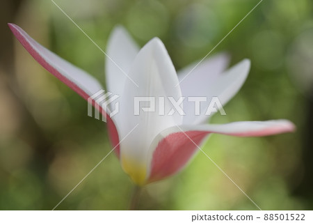 始祖曇花一現的鬱金香 Crusiana Lady Jane 88501522
