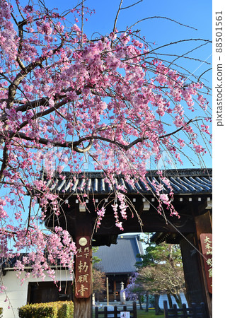 Sakura in full bloom, Myokenji Temple, Kyoto City Sakura in full bloom, Myokenji Temple, Kyoto City 88501561