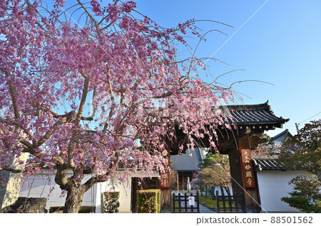 Sakura in full bloom, Myokenji Temple, Kyoto City Sakura in full bloom, Myokenji Temple, Kyoto City 88501562