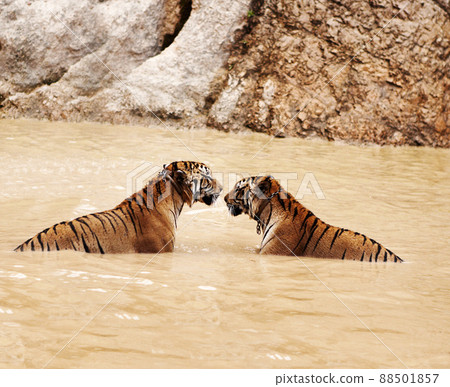 Two beautiful Indochinese tigers. Two Indochinese tigers in the water with collars around their necks. 88501857