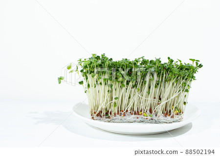 Superfood "Broccoli Sprout" (rich in sulforaphane) Superfood "Broccoli Sprout" (rich in sulforaphane) 88502194