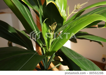 A miracle once in a dozen years Dracaena flower buds A miracle once in a dozen years Dracaena flower buds 88502286