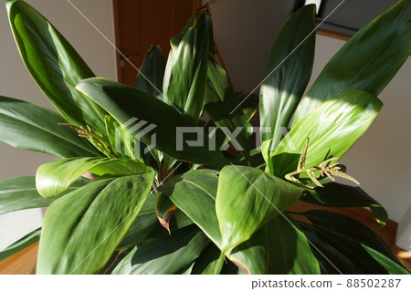 A miracle once in a dozen years Dracaena flower buds A miracle once in a dozen years Dracaena flower buds 88502287