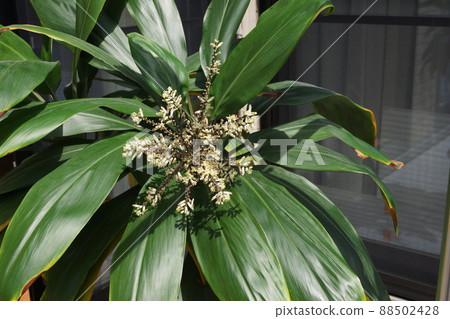 A miracle once in a dozen years Dracaena flowers A miracle once in a dozen years Dracaena flowers 88502428