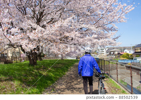 Back view of a cyclist man running along the river during the cherry blossom season (cross bike), along the Karabori River in Musashimurayama City, Tokyo Back view of a cyclist man running along the river during the cherry blossom season (cross bike), along the Karabori River in Musashimurayama City, Tokyo 88502539