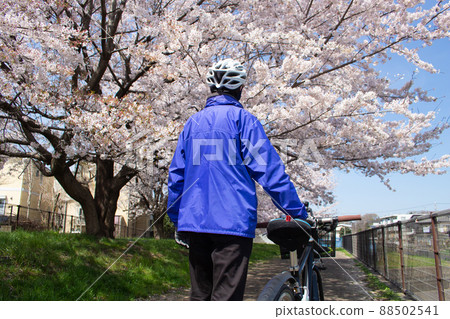 東京武藏村山市 Karabori 河沿岸櫻花季節(越野自行車)騎自行車者的背影 東京武藏村山市 Karabori 河沿岸櫻花季節(越野自行車)騎自行車者的背影 88502541