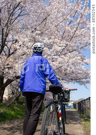 Back view of a cyclist man looking up at the cherry blossoms during the cherry blossom season (cross bike), along the Karabori River in Musashimurayama City, Tokyo Back view of a cyclist man looking up at the cherry blossoms during the cherry blossom season (cross bike), along the Karabori River in Musashimurayama City, Tokyo 88502543