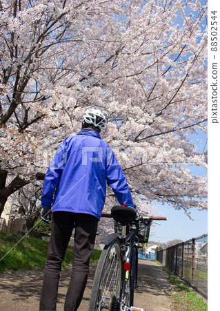 Back view of a cyclist man looking up at the cherry blossoms during the cherry blossom season (cross bike), along the Karabori River in Musashimurayama City, Tokyo Back view of a cyclist man looking up at the cherry blossoms during the cherry blossom season (cross bike), along the Karabori River in Musashimurayama City, Tokyo 88502544