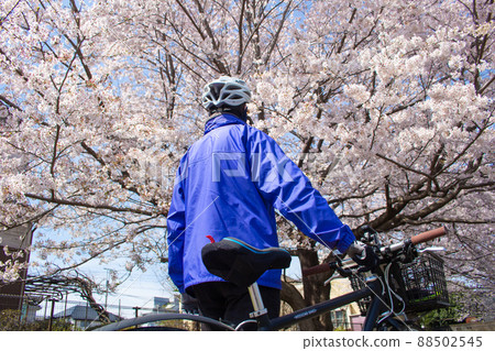 Back view of a cyclist man looking up at the cherry blossoms during the cherry blossom season (cross bike), along the Karabori River in Musashimurayama City, Tokyo Back view of a cyclist man looking up at the cherry blossoms during the cherry blossom season (cross bike), along the Karabori River in Musashimurayama City, Tokyo 88502545