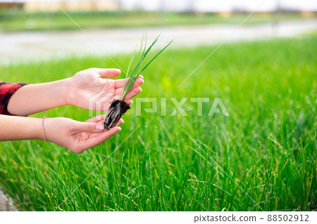 Woman hands holding garlic sprouts 88502912