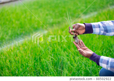Man hands holding garlic sprouts at farm Man hands holding garlic sprouts at farm 88502922