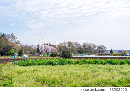Spring farmland on the outskirts of Tokyo 88502930
