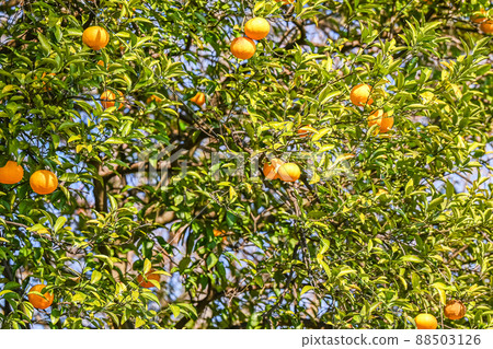 Full of fruitful summer oranges, yellow fruits, citrus plants Full of fruitful summer oranges, yellow fruits, citrus plants 88503126