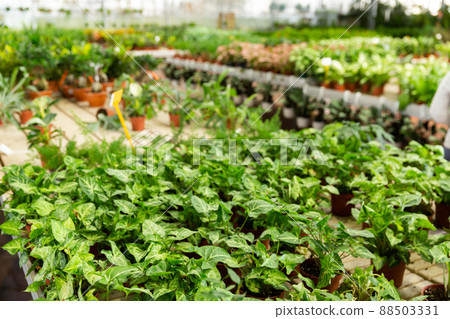 Bushes of variegated syngonium in pots on showcase of garden center Bushes of variegated syngonium in pots on showcase of garden center 88503331