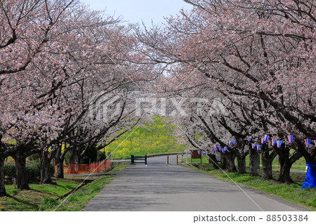 渡瀨緩行場/藤岡渡瀨運動公園沿線的一排櫻花樹 88503384