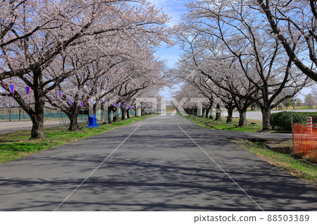 渡瀨緩行場/藤岡渡瀨運動公園沿線的一排櫻花樹 渡瀨緩行場/藤岡渡瀨運動公園沿線的一排櫻花樹 88503389