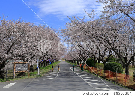 A row of cherry blossom trees along the Watarase Retarding Ground / Fujioka Watarase Sports Park A row of cherry blossom trees along the Watarase Retarding Ground / Fujioka Watarase Sports Park 88503394