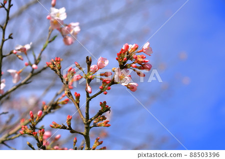 Sakura / Fujioka Watarase Sports Park Sakura / Fujioka Watarase Sports Park 88503396