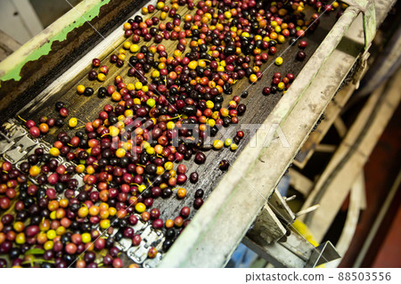 Conveyor transfering olives Conveyor transfering olives 88503556