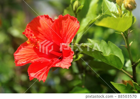 芙蓉在花園裡 88503570