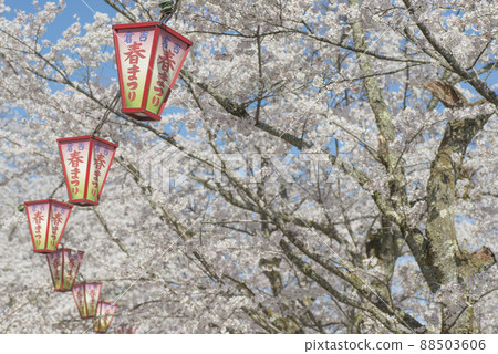 吹吹公園(鳥取縣倉吉市)櫻花盛開 吹吹公園(鳥取縣倉吉市)櫻花盛開 88503606
