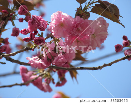 雙櫻花 雙櫻花 88503653