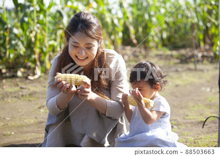 父母和孩子在田裡吃玉米 88503663
