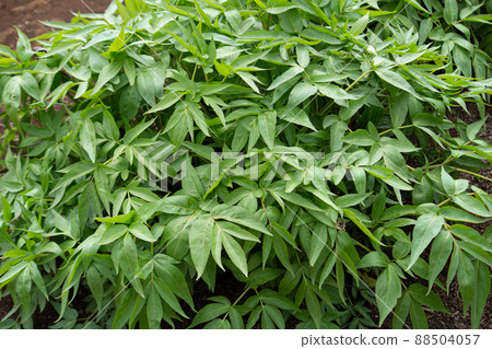 Hyuga Touki Alias: Japanese carrot Scientific name: Angelica furcijuga (in Tokyo, Japan) 88504057