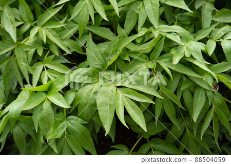 Hyuga Touki 別名：日本胡蘿蔔學名：Angelica furcijuga（在日本東京） 88504059