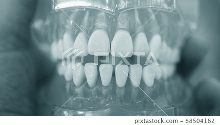 Model of human teeth of the human jaw close-up Model of human teeth of the human jaw close-up 88504162