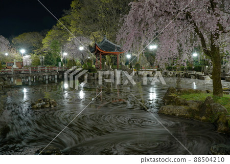 Flower raft in Japan-China Friendship Garden in Gifu Park at night when cherry blossoms bloom Flower raft in Japan-China Friendship Garden in Gifu Park at night when cherry blossoms bloom 88504210