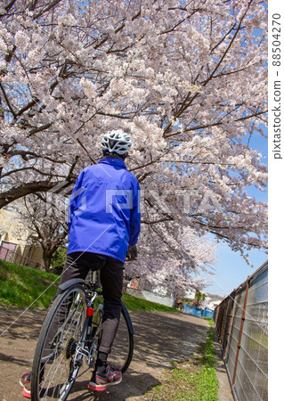 Back view of a cyclist man looking up at the cherry blossoms during the cherry blossom season (cross bike), along the Karabori River in Musashimurayama City, Tokyo Back view of a cyclist man looking up at the cherry blossoms during the cherry blossom season (cross bike), along the Karabori River in Musashimurayama City, Tokyo 88504270