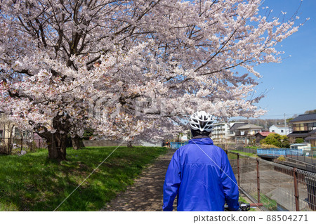 Back view of a cyclist man walking along a row of cherry blossom trees during the cherry blossom season (cross bike), along the Karabori River in Musashimurayama City, Tokyo Back view of a cyclist man walking along a row of cherry blossom trees during the cherry blossom season (cross bike), along the Karabori River in Musashimurayama City, Tokyo 88504271