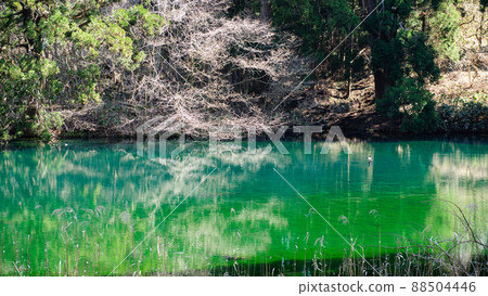 Waterfowl play waterfall head water source pond Akita Prefecture Waterfowl play waterfall head water source pond Akita Prefecture 88504446
