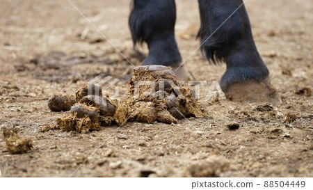 Freshly put out horse manure Freshly put out horse manure 88504449